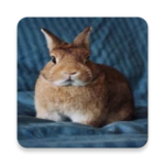 Logo of pictures and wallpapers of the rabbit 4k android Application 