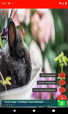 pictures and wallpapers of the rabbit 4k android App screenshot 1