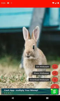 pictures and wallpapers of the rabbit 4k android App screenshot 3