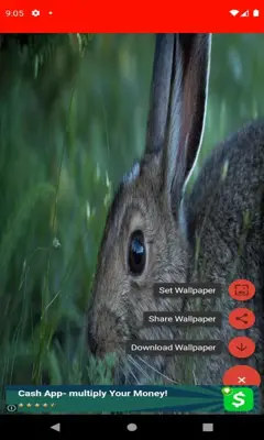 pictures and wallpapers of the rabbit 4k android App screenshot 4