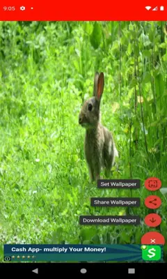 pictures and wallpapers of the rabbit 4k android App screenshot 5